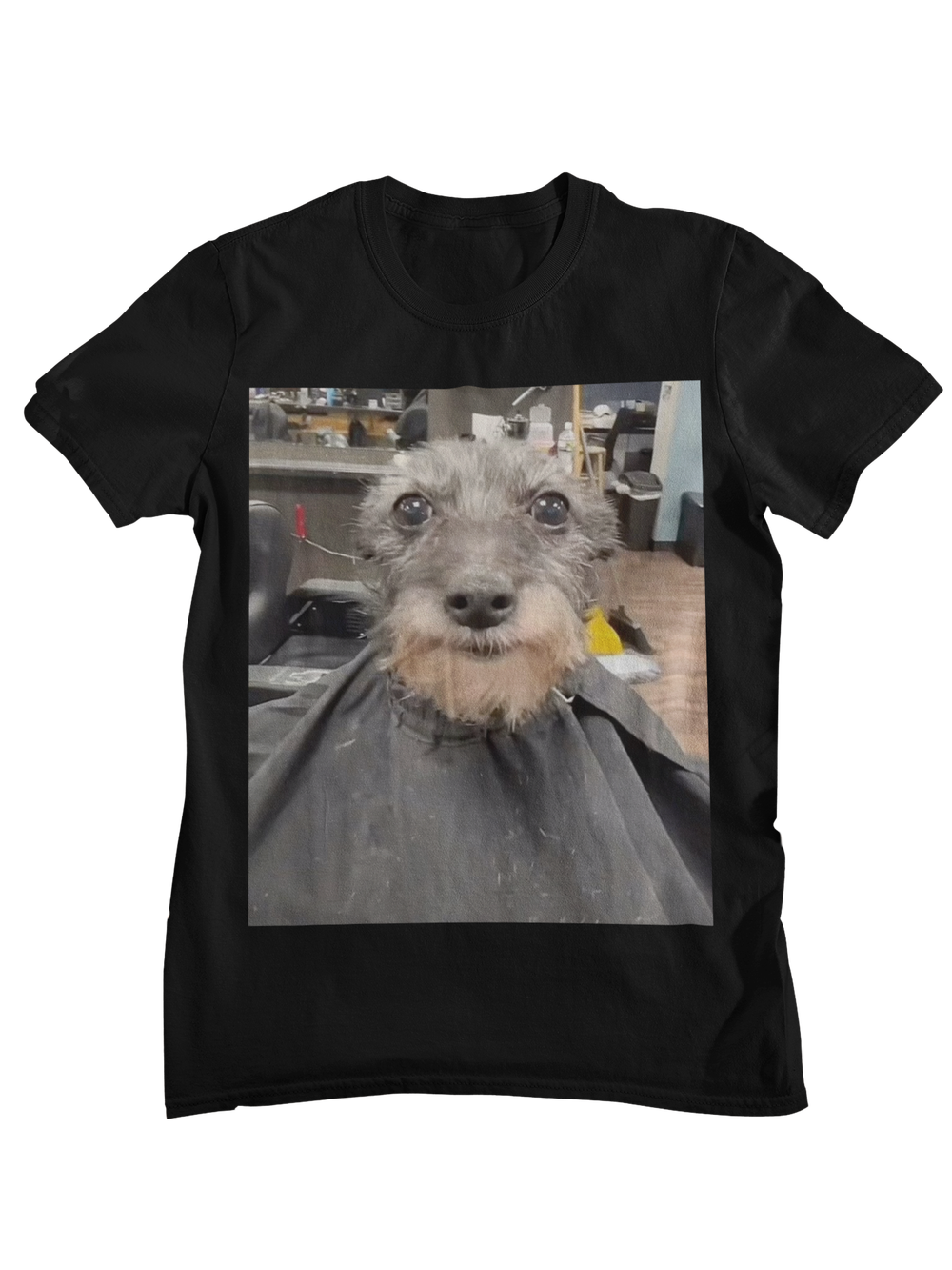 Perro barberia
